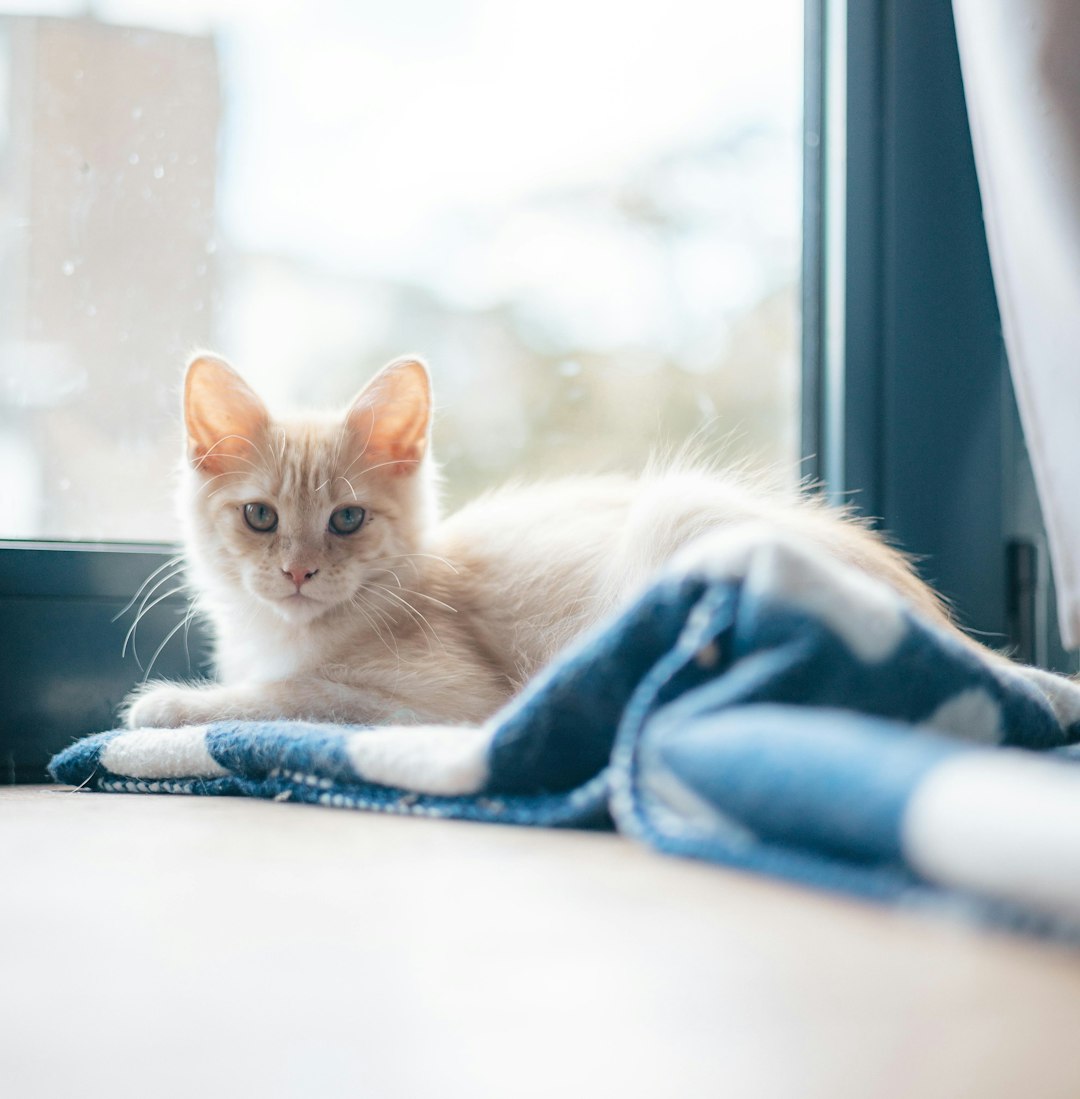 Handwoven Cotton Throw